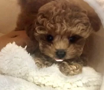 Toshi 様のお迎えした子犬
