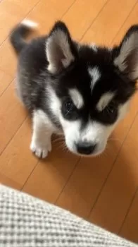 S 様のお迎えした子犬