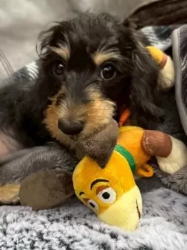 Y.O 様のお迎えした子犬