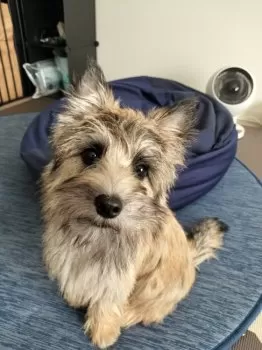 M.K 様のお迎えした子犬