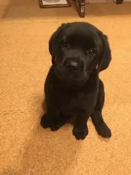 M.F 様のお迎えした子犬