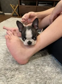 シンバ 様のお迎えした子犬