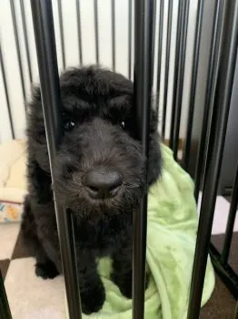 もも 様のお迎えした子犬