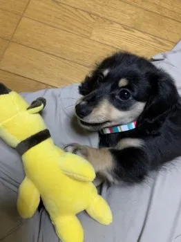 K.J 様のお迎えした子犬