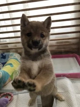 さつき姫 様のお迎えした子犬