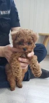 レイ 様のお迎えした子犬