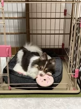 ひさやん 様のお迎えした子犬