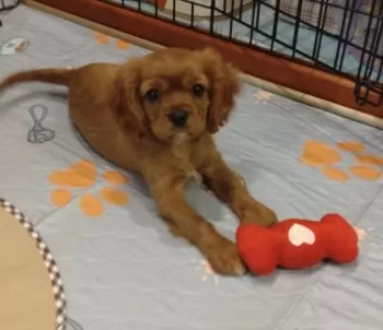 かんな 様のお迎えした子犬