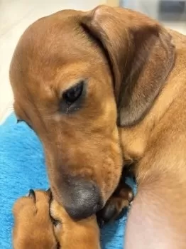 kazunobu96 様のお迎えした子犬