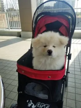 こんこん 様のお迎えした子犬