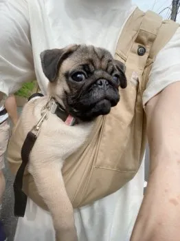 Sao 様のお迎えした子犬