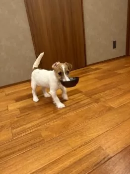 mk 様のお迎えした子犬