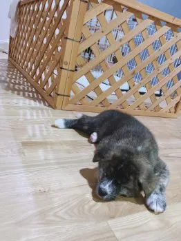 石川 様のお迎えした子犬