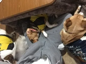 舞桜 様のお迎えした子犬