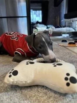 M.O 様のお迎えした子犬