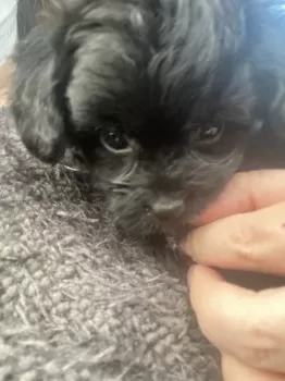 いも子 様のお迎えした子犬