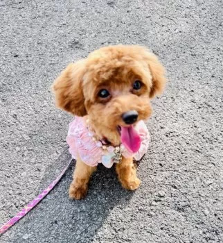 Y.M 様のお迎えした子犬