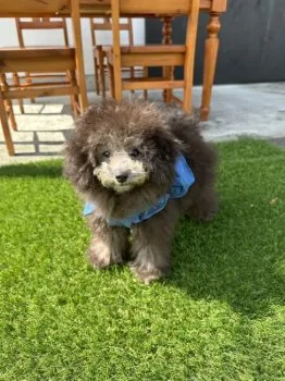 プリン 様のお迎えした子犬