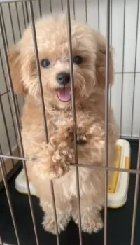 なおなお 様のお迎えした子犬