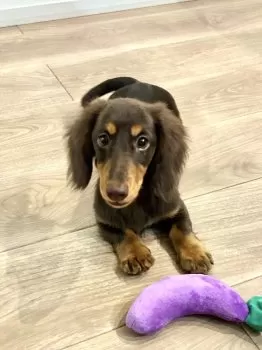 a 様のお迎えした子犬