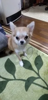 E.H 様のお迎えした子犬