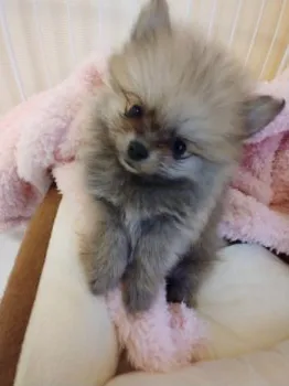 ポンチママ 様のお迎えした子犬