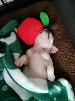 ミポリ 様のお迎えした子犬