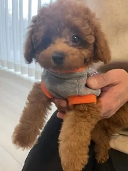 かな 様のお迎えした子犬