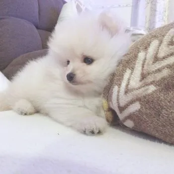 A.Y 様のお迎えした子犬