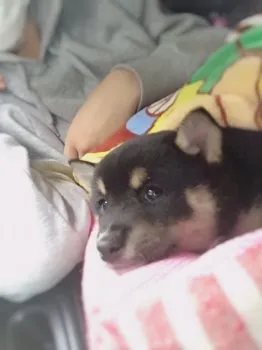 凜花 様のお迎えした子犬