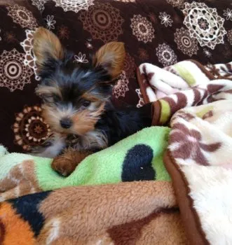 M.I 様のお迎えした子犬