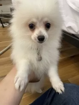 サーフカール 様のお迎えした子犬