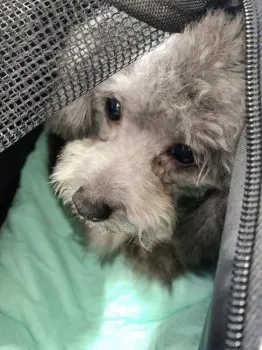 S 様のお迎えした子犬