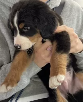 りえ 様のお迎えした子犬