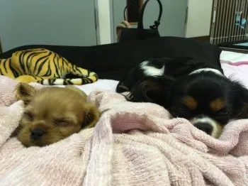 AYAKO 様のお迎えした子犬