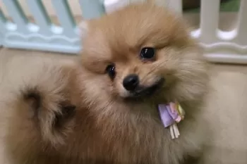 K.I 様のお迎えした子犬