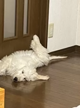 もり 様のお迎えした子犬