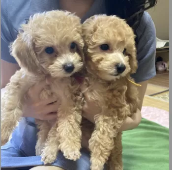 チョコ 様のお迎えした子犬