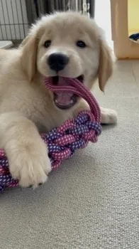 サトウ 様のお迎えした子犬