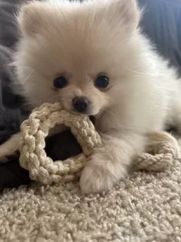 M.M 様のお迎えした子犬