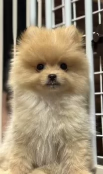 ちくわ 様のお迎えした子犬
