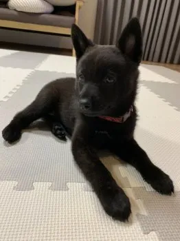 はるみね 様のお迎えした子犬