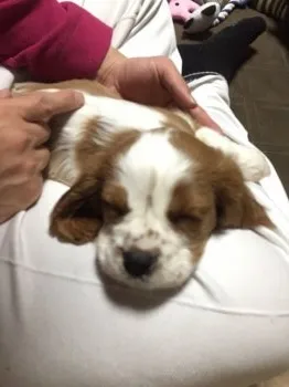 ヴィオラ 様のお迎えした子犬