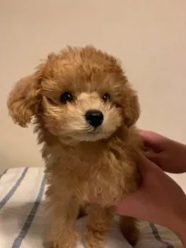T.I 様のお迎えした子犬
