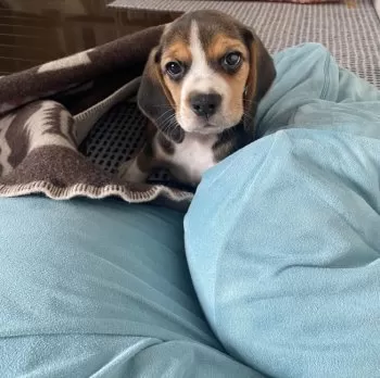 R.T 様のお迎えした子犬