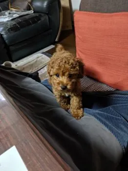 いっちゃん 様のお迎えした子犬