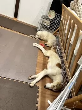 クレアまま 様のお迎えした子犬