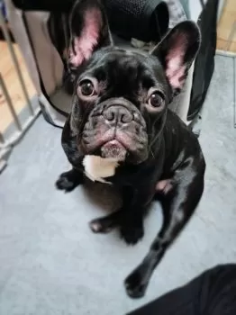 つぶら 様のお迎えした子犬