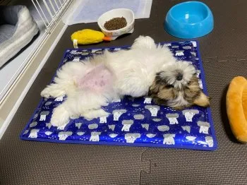 なぎ 様のお迎えした子犬