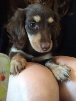 Aquiyo 様のお迎えした子犬